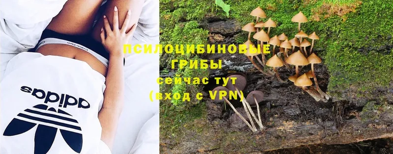 Галлюциногенные грибы Psilocybine cubensis  Калачинск 